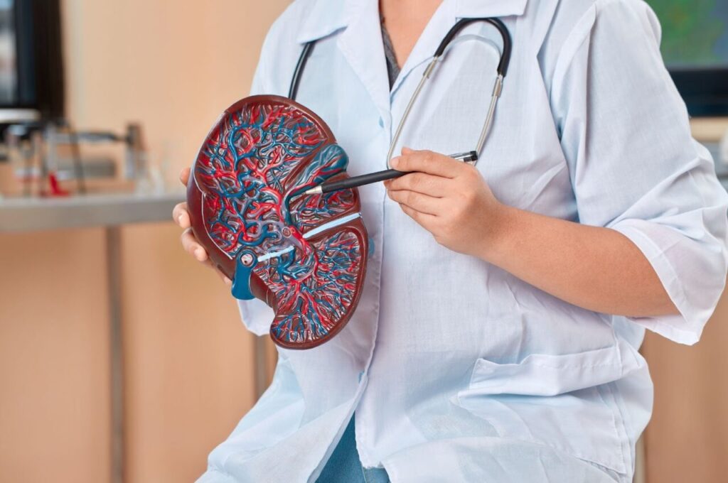 肝臓の模型を使って説明している医師